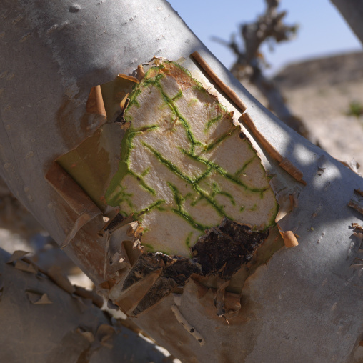 Scratch On The  Frankincense Tree In Wadi Dawkah, Oman