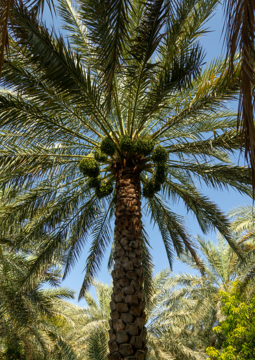 Date palms in an oasis, Ad Dakhiliyah Region, Al Hamra, Oman