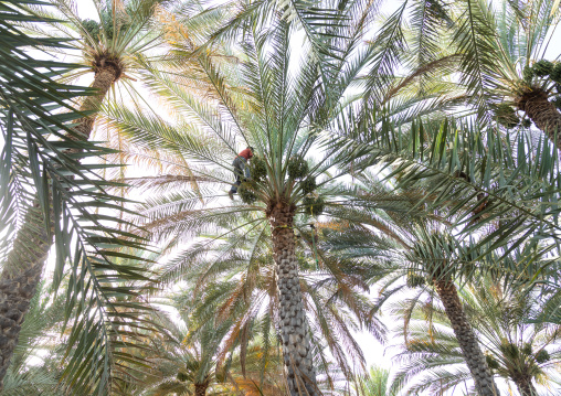 Man climbing to collect dates in an oasis, Ad Dakhiliyah Region, Al Hamra, Oman