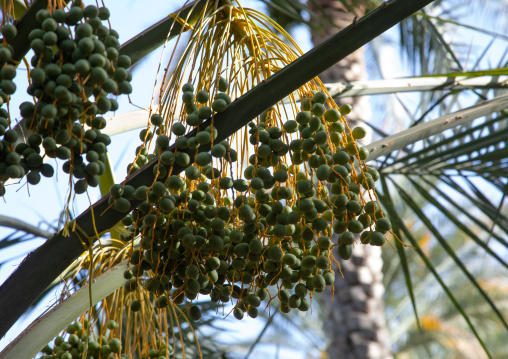 Date palms in an oasis, Ad Dakhiliyah Region, Al Hamra, Oman