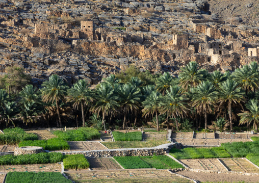 Old village in an oasis in front of the mountain, Ad Dakhiliyah Region, Riwaygh, Oman