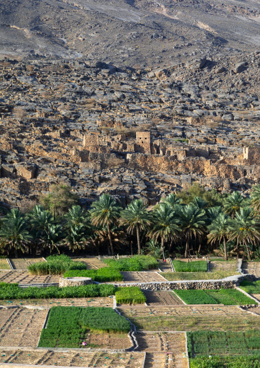 Old village in an oasis in front of the mountain, Ad Dakhiliyah Region, Riwaygh, Oman