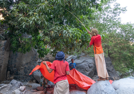 Omani people collecting mangoes, Ad Dakhiliyah Region, Wadi Al Nakhar, Oman