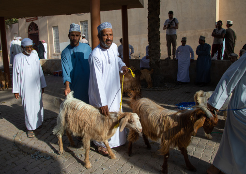 Omani men selling and buying cattle in the market, Ad Dakhiliyah Region, Nizwa, Oman