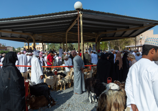 Omani men selling and buying cattle in the market, Ad Dakhiliyah Region, Nizwa, Oman