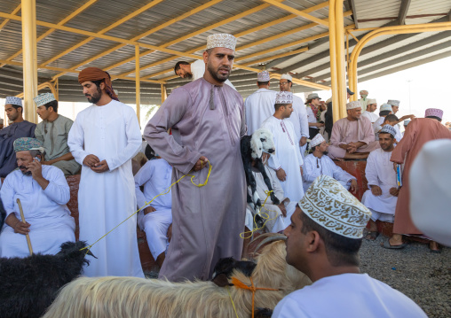 Omani men selling and buying cattle in the market, Ad Dakhiliyah Region, Nizwa, Oman