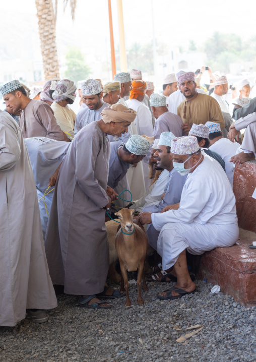 Omani men selling and buying cattle in the market, Ad Dakhiliyah Region, Nizwa, Oman