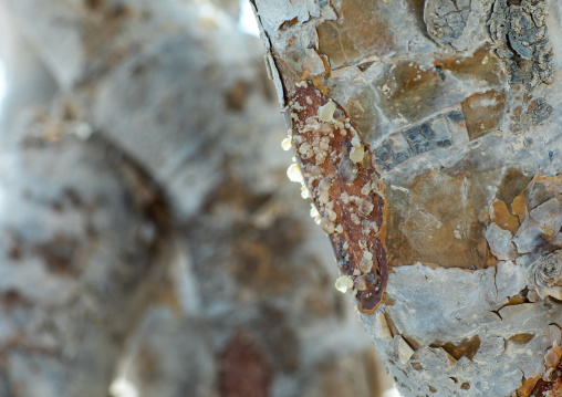 Close-up of a frankincense tree, Dhofar Governorate, Wadi Dokah, Oman