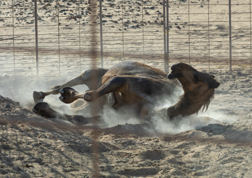 Camel scatching his back in the sand, Dhofar Governorate, Wadi Dokah, Oman