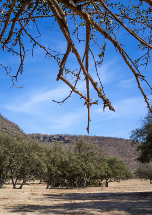 Sidr tree which gives are honey, Dhofar Governorate, Wadi Dirba, Oman