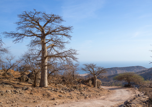 Baobab tree in wadi hinna, Dhofar Governorate, Wadi Hinna, Oman