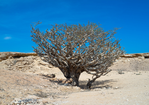 Frankincense tree, Dhofar Governorate, Wadi Dokah, Oman