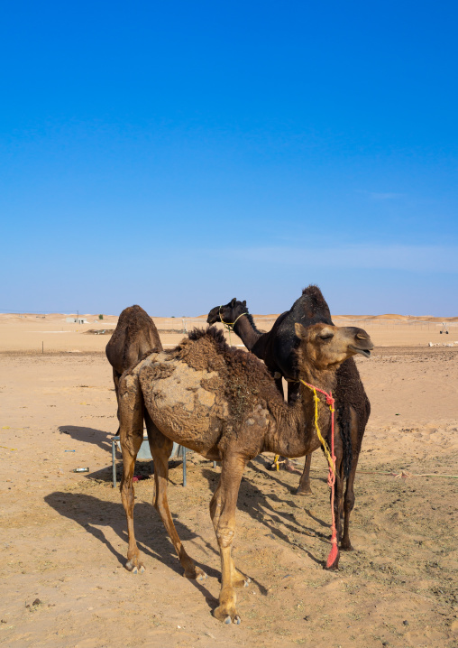 Camels in a farm in the desert, Dhofar Governorate, Wadi Dokah, Oman