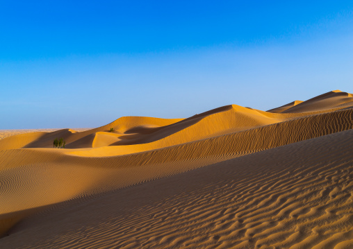 Sand dune sin rub al khali desert, Dhofar Governorate, Rub al Khali, Oman