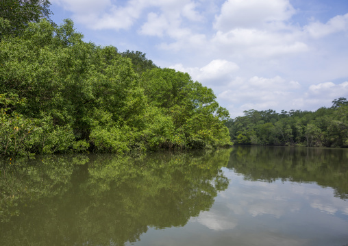 Panama, Darien Province, Puerta Lara, Rain Forest