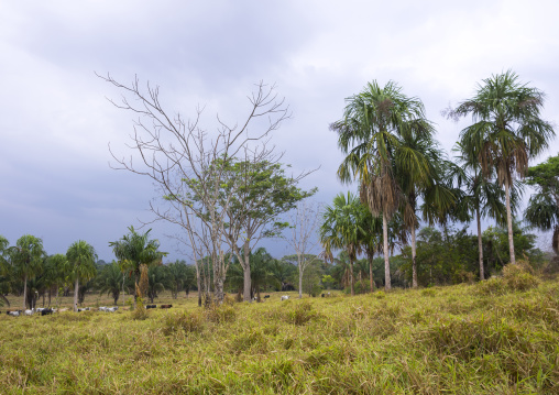 Panama, Darien Province, Filo Del Tallo, Darien National Park