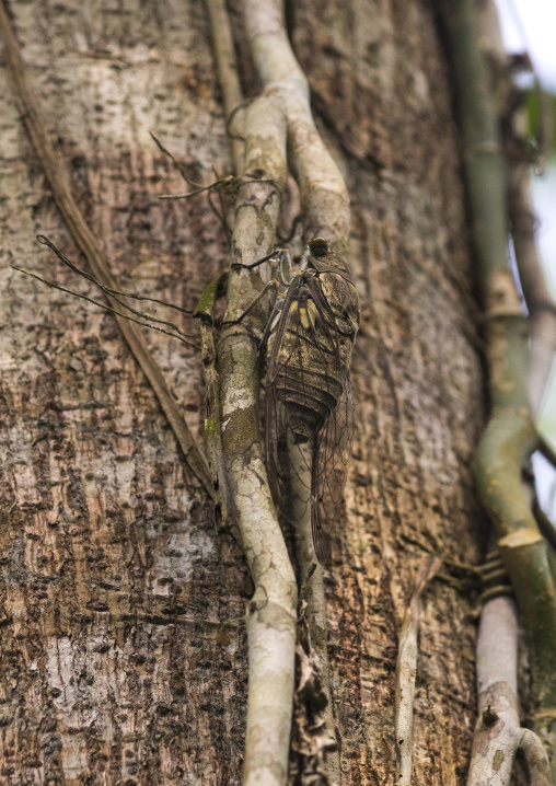 Panama, Darien Province, Filo Del Tallo, Vines Wrapped Around A Tree In Darien National Park