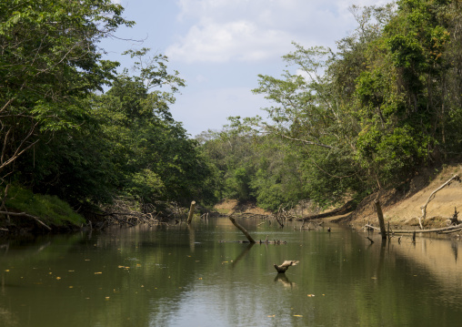 Panama, Darien Province, Alto Playona, Río Chucunaque