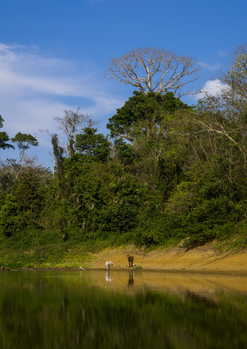 Panama, Darien Province, Alto Playona, Horses On Río Chucunaque Riverbanks