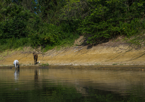 Panama, Darien Province, Alto Playona, Horses On Río Chucunaque Riverbanks