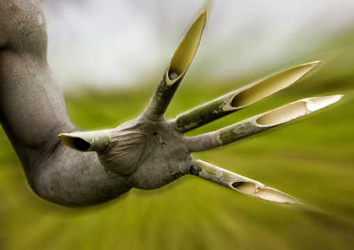 Mudman hand with bamboos on the fingers during a sing-sing, Western Highlands Province, Mount Hagen, Papua New Guinea