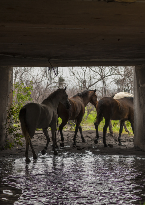 Horses under a volcanic eruption in tavurvur volcano, East New Britain Province, Rabaul, Papua New Guinea