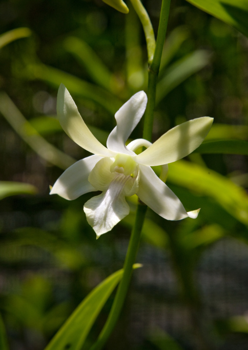 Yellow Orchids flowers, National Capital District, Port Moresby, Papua New Guinea