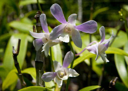 Orchids flowers, National Capital District, Port Moresby, Papua New Guinea