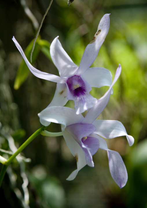 White Orchids flowers, National Capital District, Port Moresby, Papua New Guinea