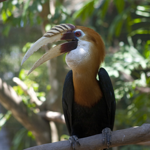 Hornbill bird in a tree, National Capital District, Port Moresby, Papua New Guinea