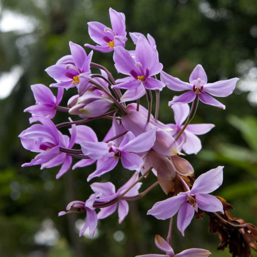 Pink flowers, Autonomous Region of Bougainville, Bougainville, Papua New Guinea