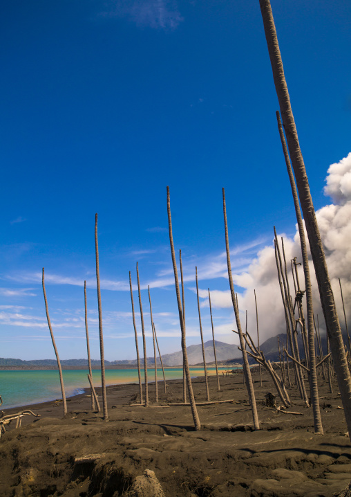 Dead palm trees after volcanic eruption in Tavurvur volcano, East New Britain Province, Rabaul, Papua New Guinea