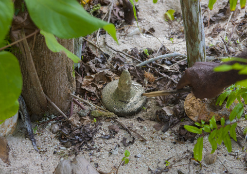 Magic stone hidden in the forest, New Ireland Province, Laraibina, Papua New Guinea