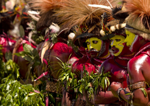 Hulis wigmen in traditional clothing during a sing-sing, Western Highlands Province, Mount Hagen, Papua New Guinea