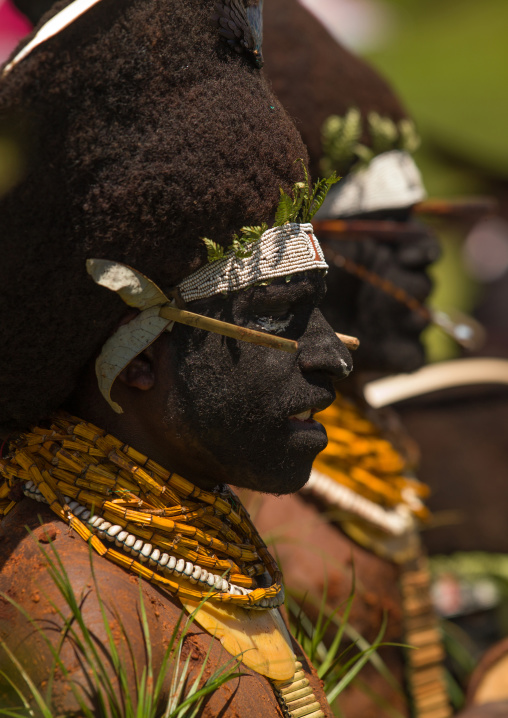 Enga kompian suli muli wigmen dancing in line during a Sing-sing, Western Highlands Province, Mount Hagen, Papua New Guinea