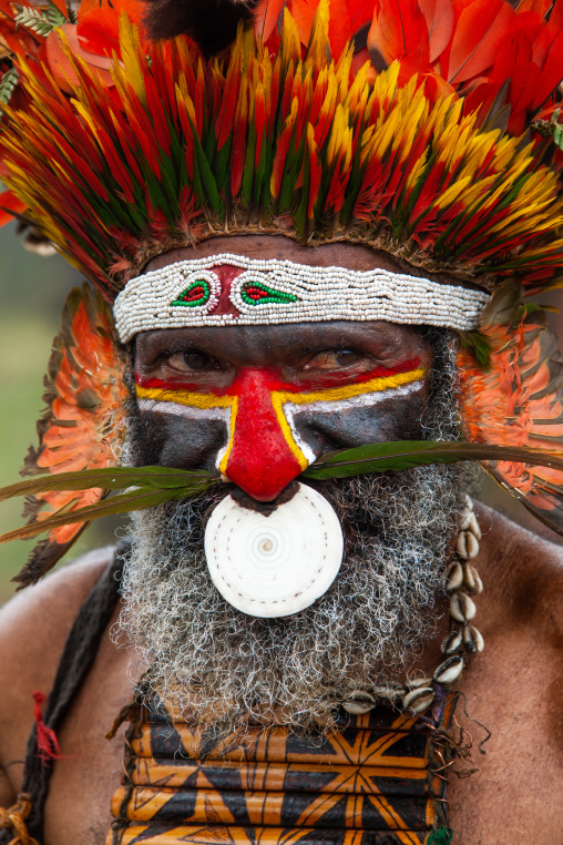 Highlander warrior with a nose ring decoration during a sing sing ceremony, Western Highlands Province, Mount Hagen, Papua New Guinea