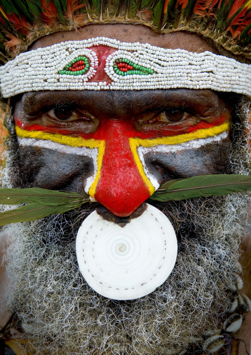 Highlander warrior with a nose ring decoration during a sing sing ceremony, Western Highlands Province, Mount Hagen, Papua New Guinea