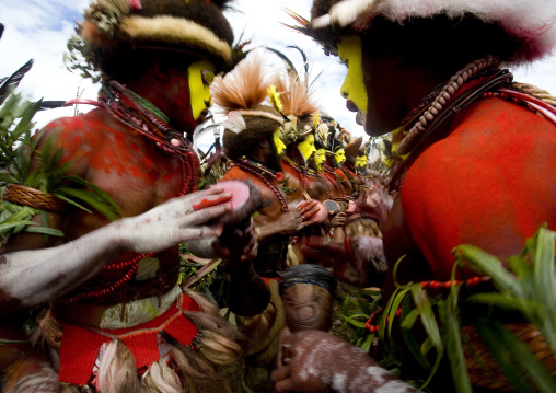 Hulis wigmen in traditional clothing during a sing-sing, Western Highlands Province, Mount Hagen, Papua New Guinea