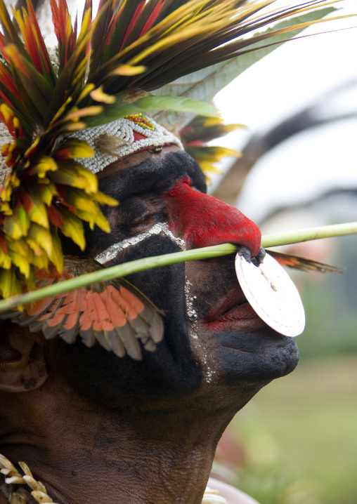 Waghi warrior with a nose ring during a sing sing ceremony, Western Highlands Province, Mount Hagen, Papua New Guinea