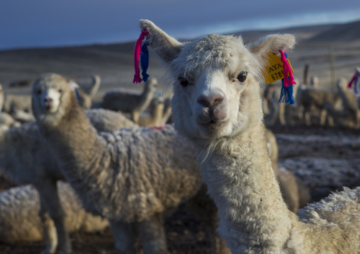 Alpacas, Cuzco Area, Peru