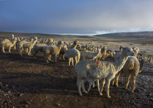 Alpacas, Cuzco Area, Peru