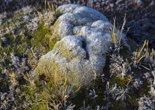 Frozen Ground, Cuzco Area, Peru