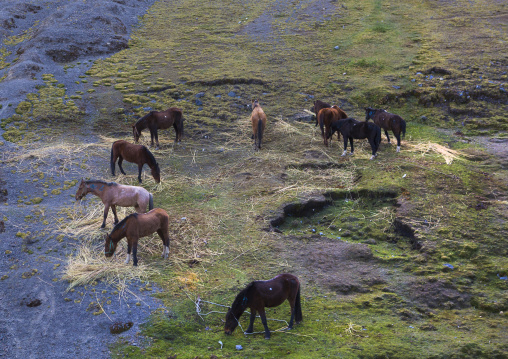 Horses During The Qoyllur Riti Festival, Ocongate Cuzco, Peru