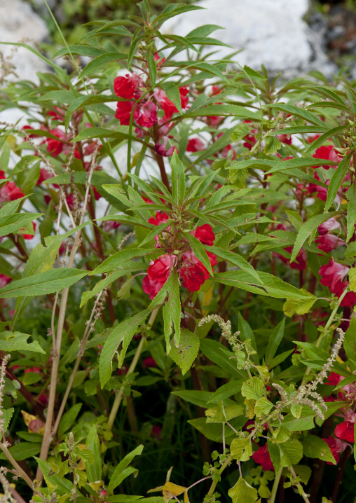 Henna flowers, Lake Kivu, Gisenye, Rwanda