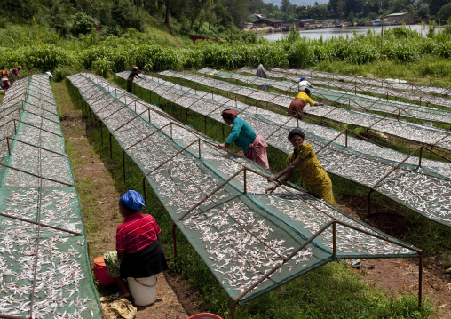 Rwandan women working in a dried fishes farm, Western Province, Rusizi, Rwanda