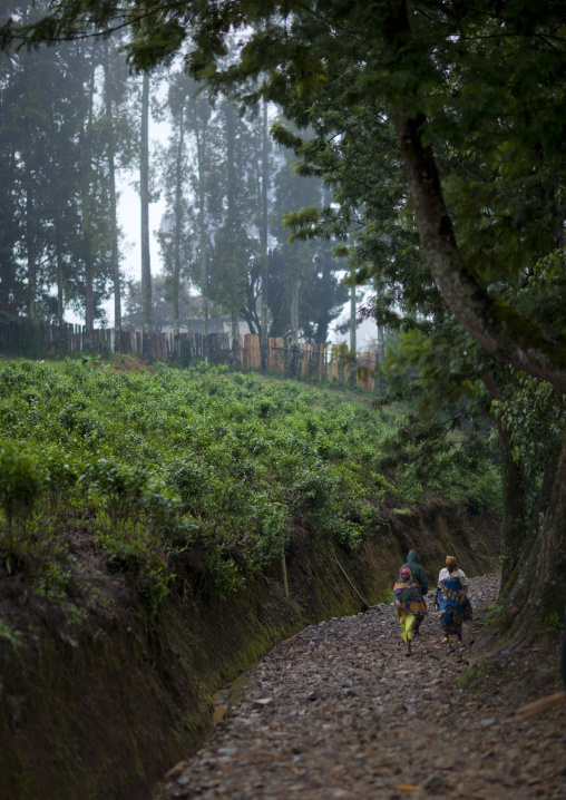 Tea plantations, Nyungwe Forest National Park, Gisakura, Rwanda