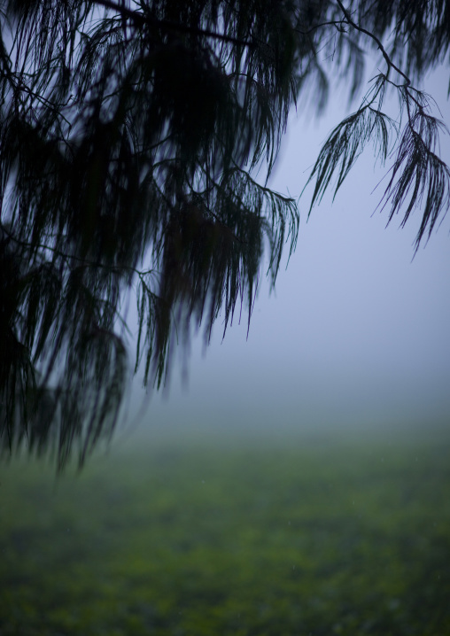 Tea plantations in gisakura village - rwanda, Nyungwe Forest National Park, Gisakura, Rwanda