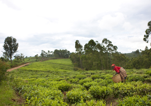 Rwandan woman working in a tea plantation, Western Province, Cyamudongo, Rwanda