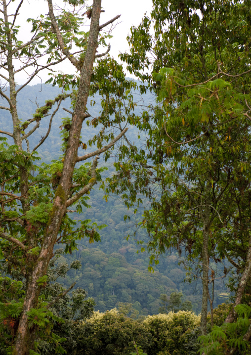 Uwinka canopee forest, Nyungwe Forest National Park, Uwinka, Rwanda