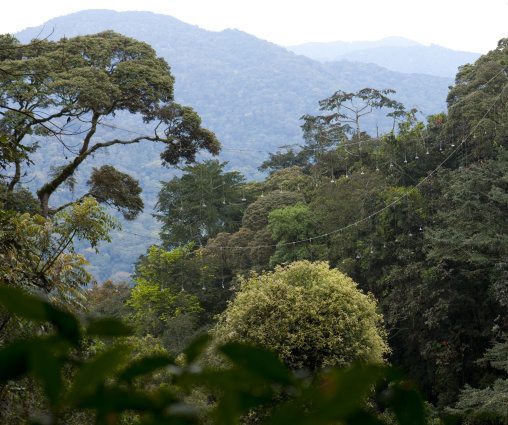 Uwinka canopee forest, Nyungwe Forest National Park, Uwinka, Rwanda